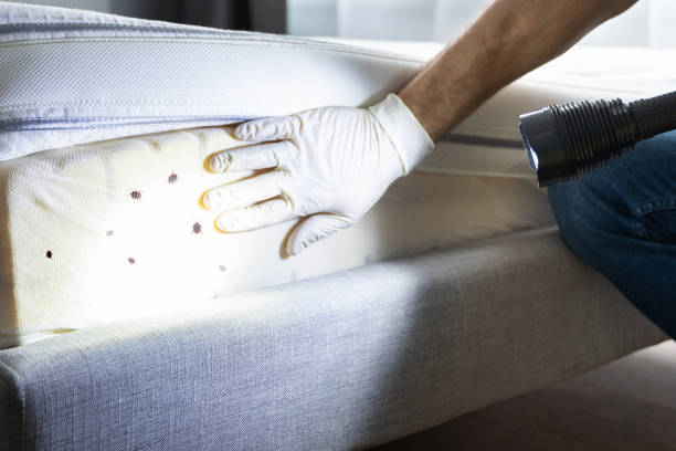 Best Flea Control Services  in Rosedale, LA