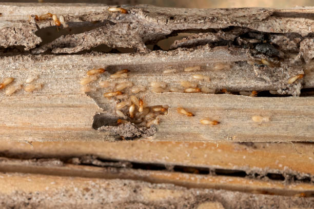 Best Termite Control Services  in Rosedale, LA