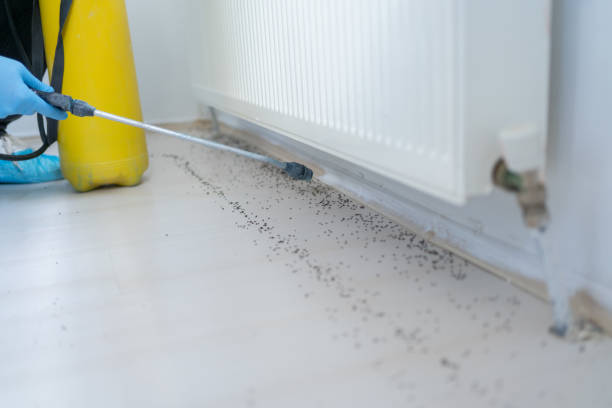 Best Flea Control Services  in Rosedale, LA