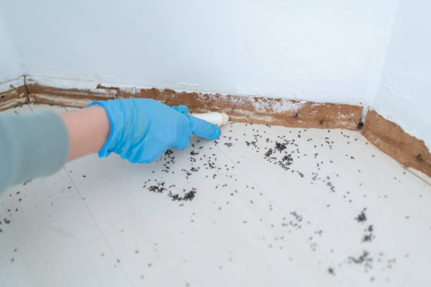 Best Affordable Pest Control Services  in Rosedale, LA